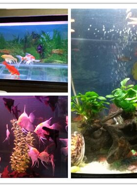 水族专用鱼缸灯三基色T8灯管灯胆粉红蓝白色光10/15/20/25/30/40W