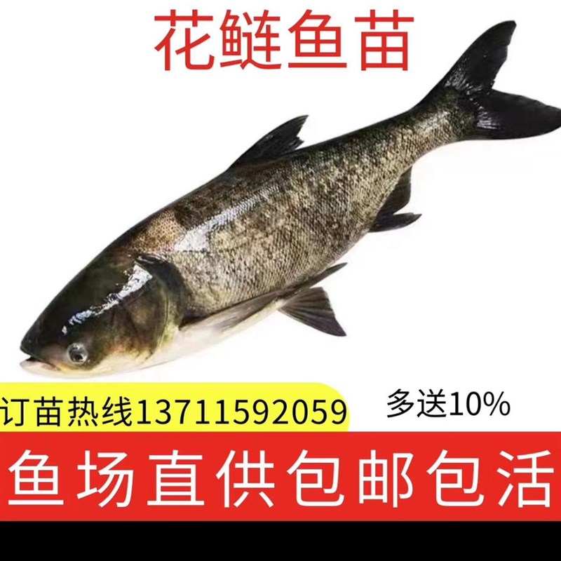 花鲢鱼苗大头鱼苗鳙鱼苗包活大头鳙鱼苗胖头鱼苗黑鲢鱼苗白鲢鱼