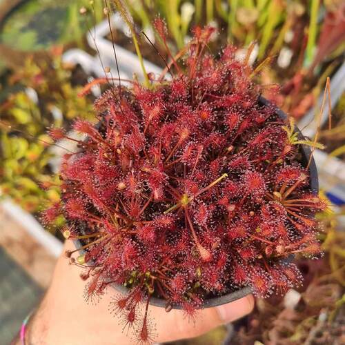 长柄茅膏菜 食虫植物捕虫草粘液吃虫子盆栽驱蚊虫植物食虫草