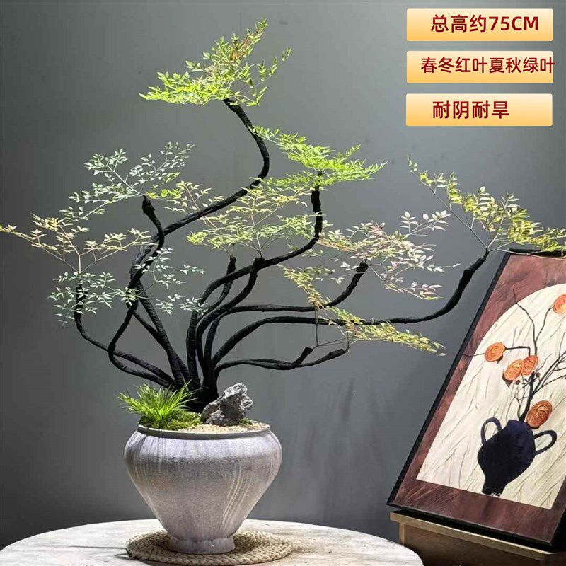 南天竹绿植盆栽室内办公桌面耐阴耐旱常青植物书房造型花卉好养活