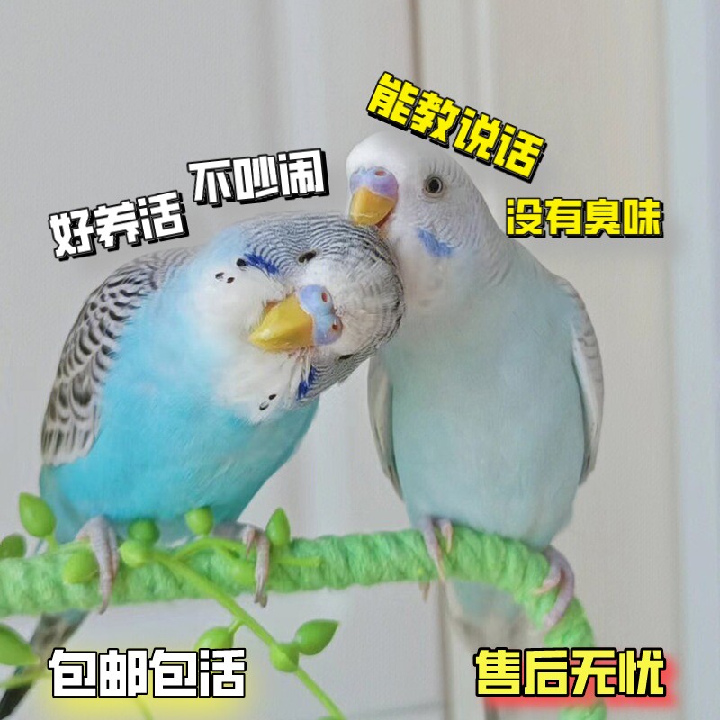 特色金彩大头虎皮鹦鹉活鸟手养亲人幼崽小鸟宠物雏鸟好养活会说话