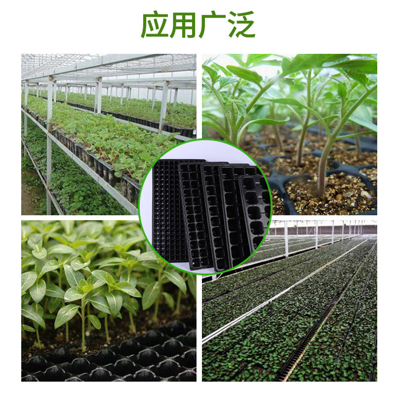 15/21/32/50孔高脚林木扦插育苗盘草莓樱桃菠萝育秧桉树构树穴盘