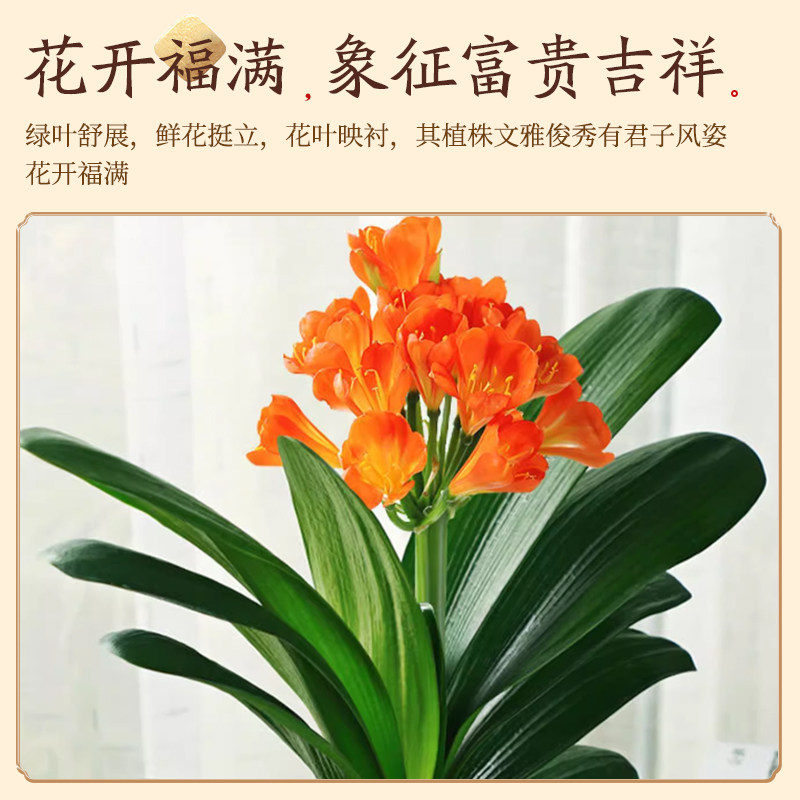 君子兰盆栽老苗带花苞四季好养多肉花卉易活绿植物室内景德镇陶瓷