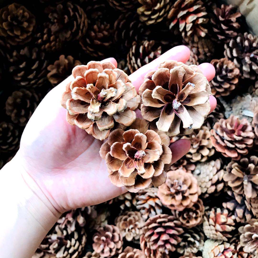 包邮100个松果装饰手工制作松果松球圣诞松果干花拍摄道具diy材料