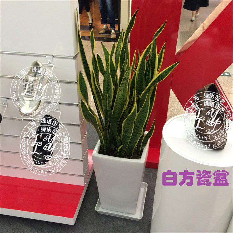 1米虎皮兰盆栽虎尾兰中大型绿植花卉 办公室内植物客厅卧室吸甲醛
