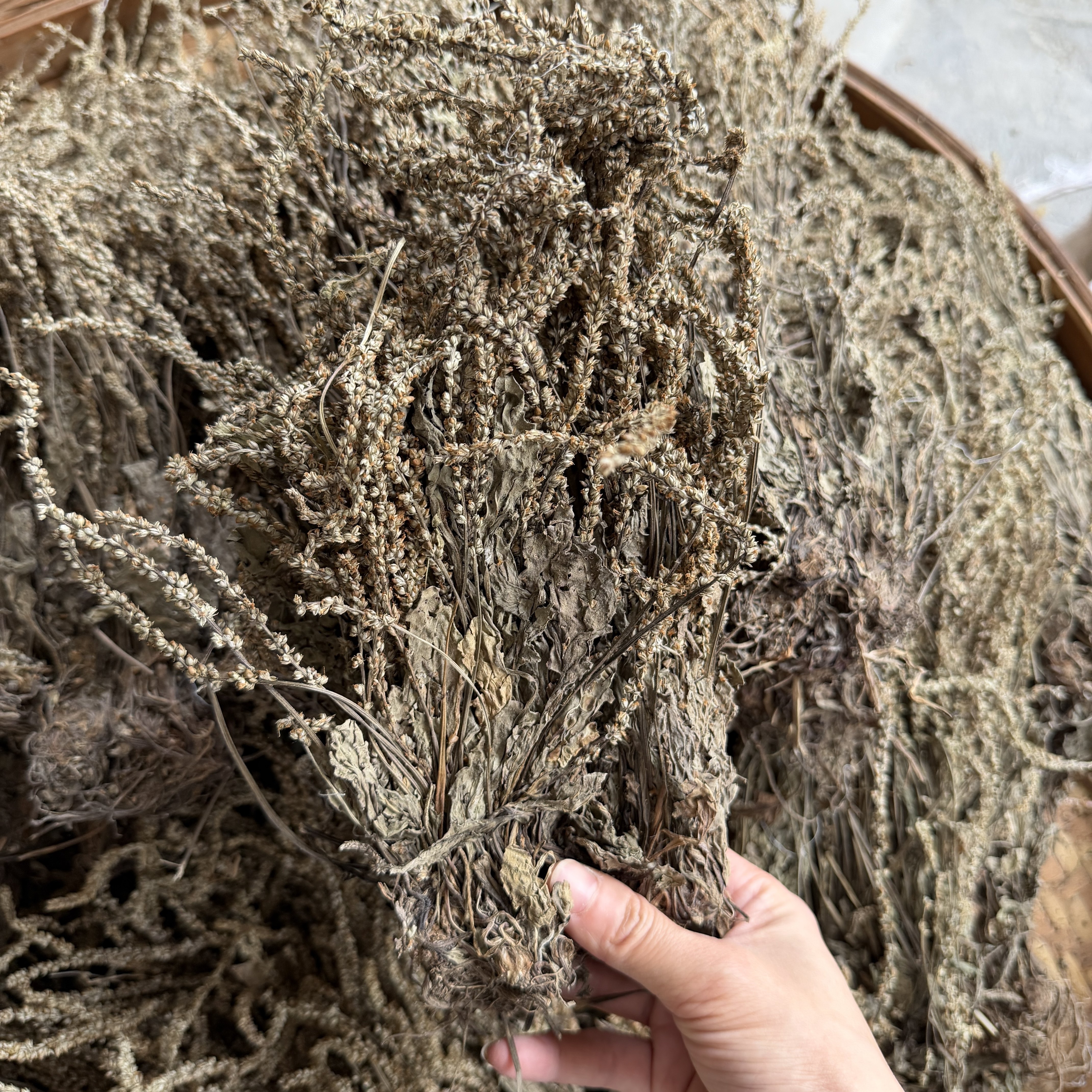 【善小舟旗舰】车前草野生中药材500g新鲜干货整株泡茶水喝车钱草