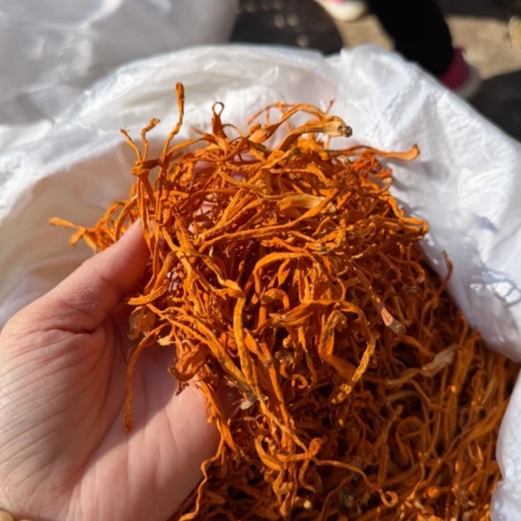 【善小舟】云南正宗虫草花干货特级野生煲汤炖菇菌蛹虫草北虫草菇