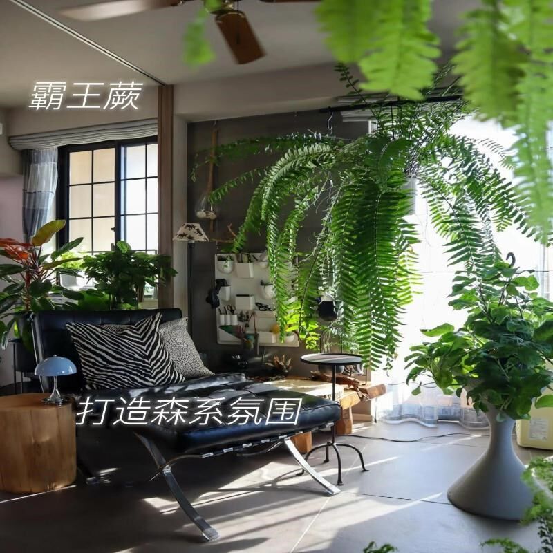 霸王蕨盆栽垂吊蕨类挂式植物波斯顿蕨室内好养活雨林绿植长叶肾蕨