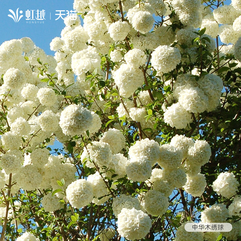 虹越绣球花中华欧洲木绣球盆栽阳台庭院斗球大苗耐热花园花卉植物