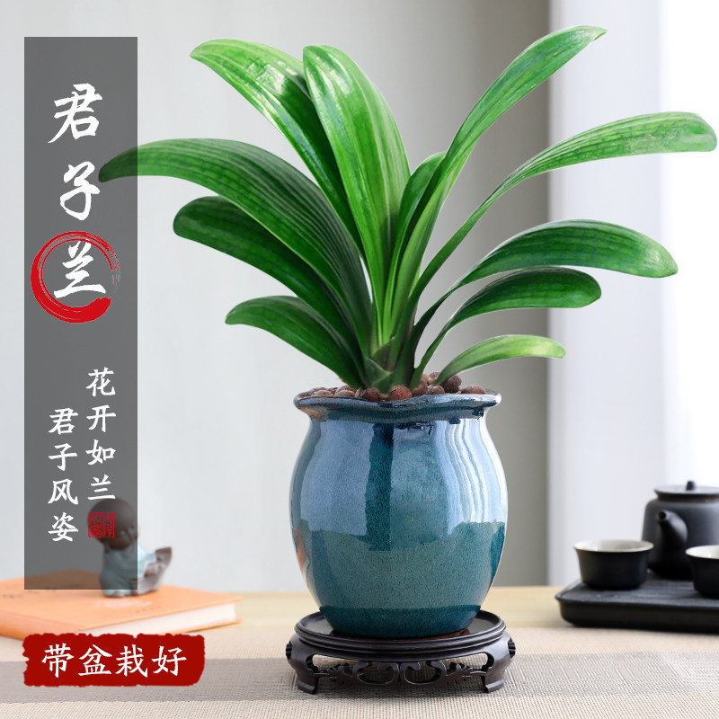 君子兰盆栽老苗带花苞四季好养多肉花卉易活绿植物室内景德镇陶瓷图片
