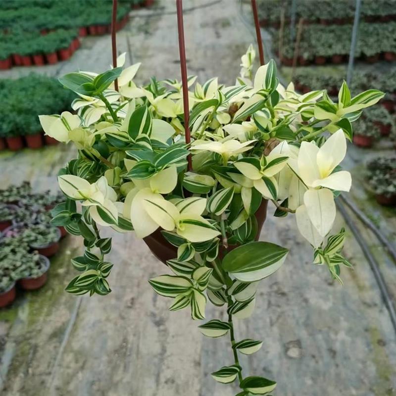 青白玉吊兰植物盆栽油画婚礼吊篮紫叶吊竹梅盆栽观叶花卉净化空气图片