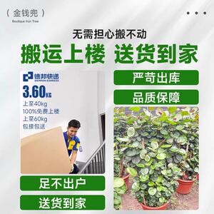 金钱兜大盆栽 圆叶钱多多盆景 客厅办公室中大型送礼植物室内绿植