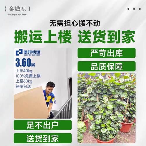 金钱兜大盆栽 圆叶钱多多盆景 客厅办公室中大型送礼植物室内绿植