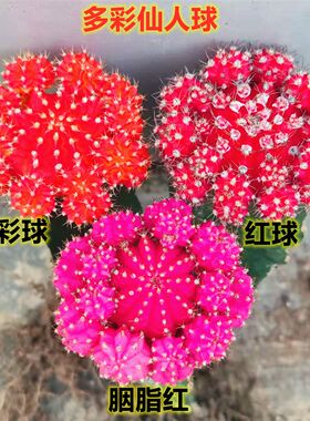 多肉植物仙人球彩色萌趣球胭脂红室内好养绿植盆栽花卉吸甲醛包邮