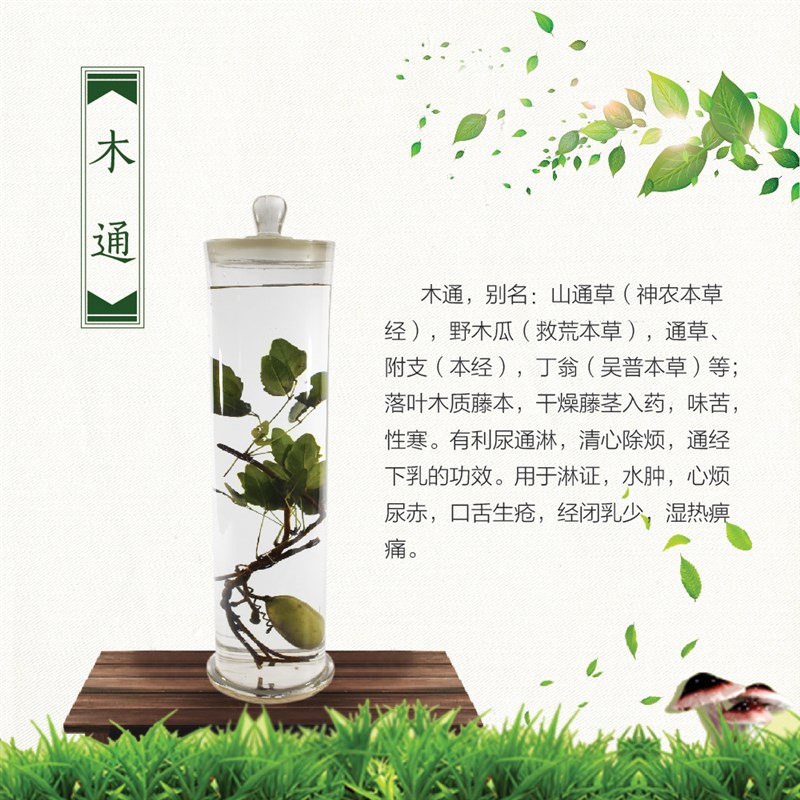 中草药浸液标本多品种可选择原植物原绿色形态保色中草药浸制标本