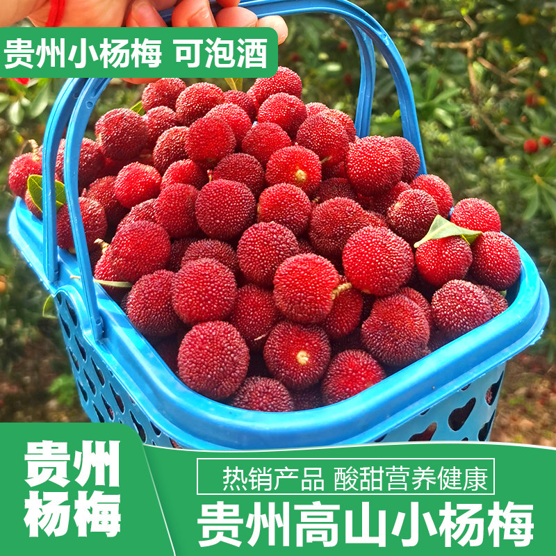 贵州高山杨梅鲜果泡酒专用贵州新鲜小杨梅酸甜青红杨梅当季水果
