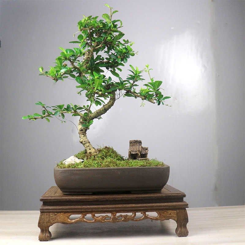 小叶福建茶盆栽茶桌精品小绿植摆件室内客厅办公桌植物桌面好养