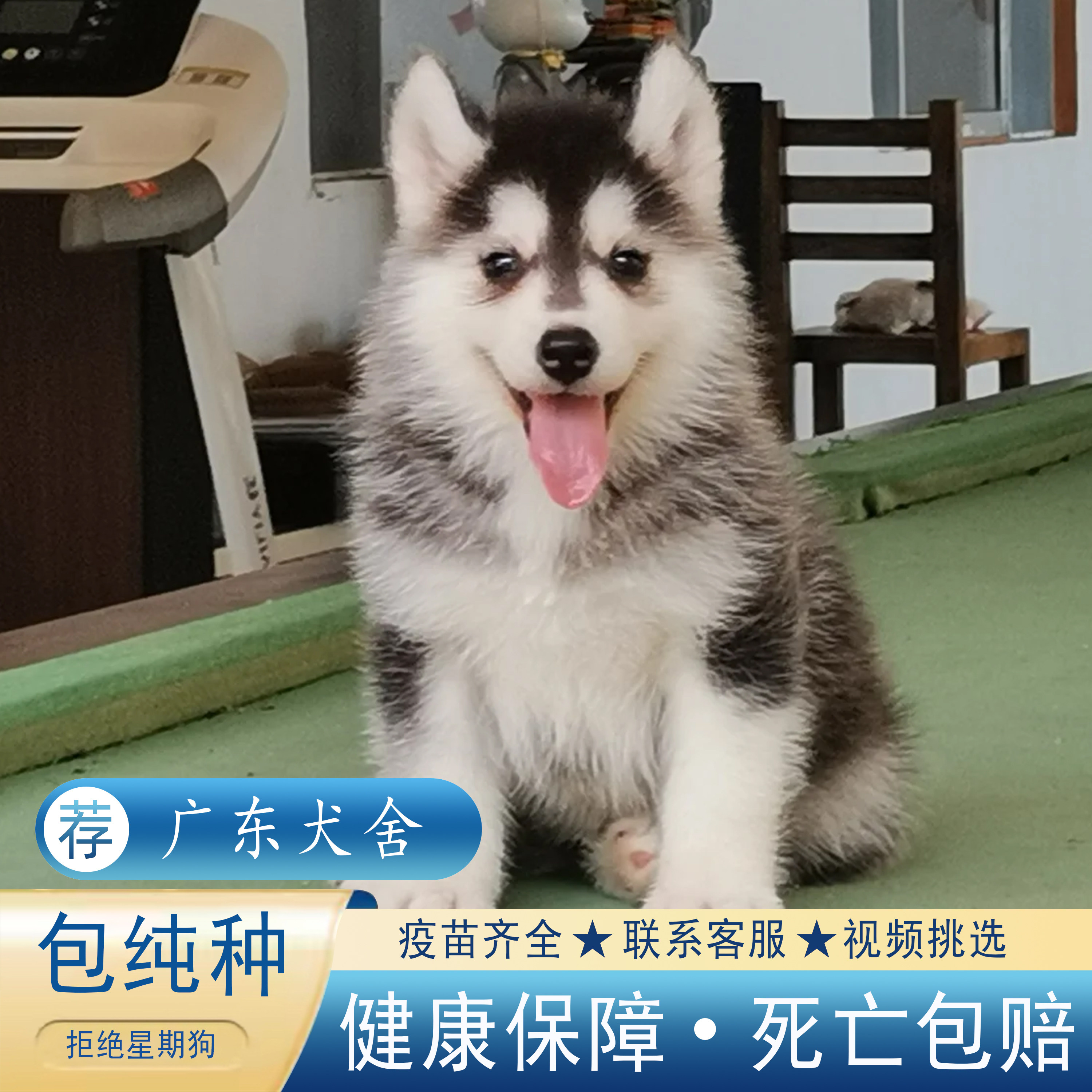 【广东犬舍】纯种哈士奇幼犬三把火蓝眼中型二哈犬宠物狗活体