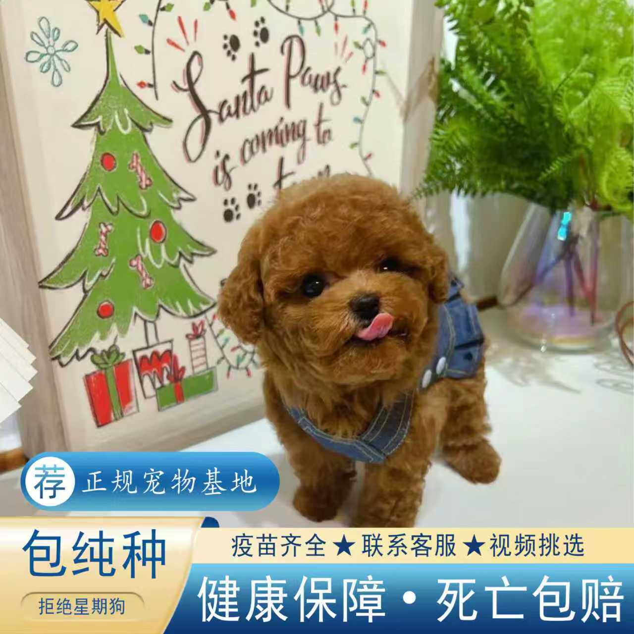 【视频挑选】泰迪幼犬红棕白灰色纯种犬活体宠物狗狗茶杯体犬衣服