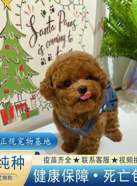 【视频挑选】泰迪幼犬红棕白灰色纯种犬活体宠物狗狗茶杯体犬衣服