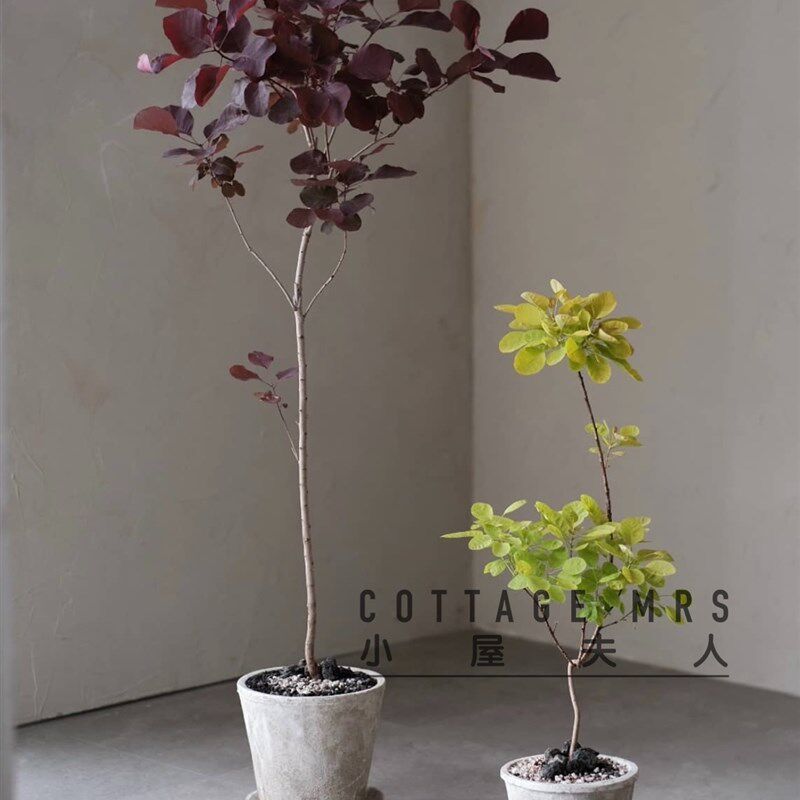 烟树盆栽苗 雾中情人花园庭院观叶观花多年生落叶小乔木 黄栌树苗