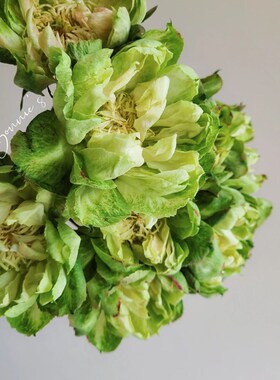 铃兰家  青草地 超新品月季厄瓜多尔切花玫瑰花苗绿色大花盆栽