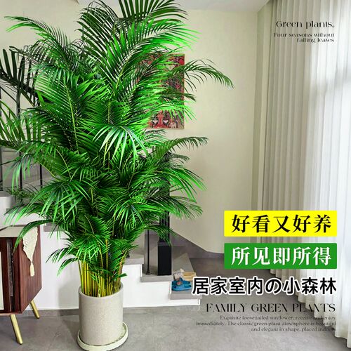 散尾葵植物盆栽客厅办公室内高级感落地式大型绿植盆景真花凤尾竹