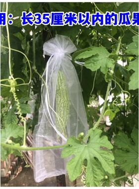 苦瓜水果黄瓜透气网套袋丝瓜青瓜套袋专用袋防虫鸟袋子保护