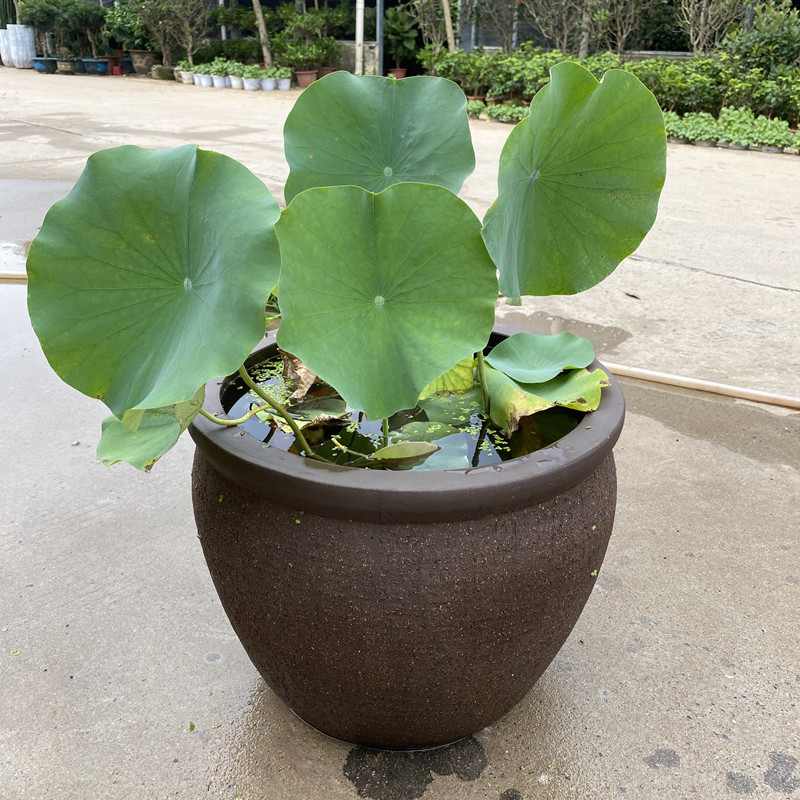 包邮庭院大口径粗陶陶土无孔荷花盆长方形睡莲水缸鱼缸古法养鱼缸