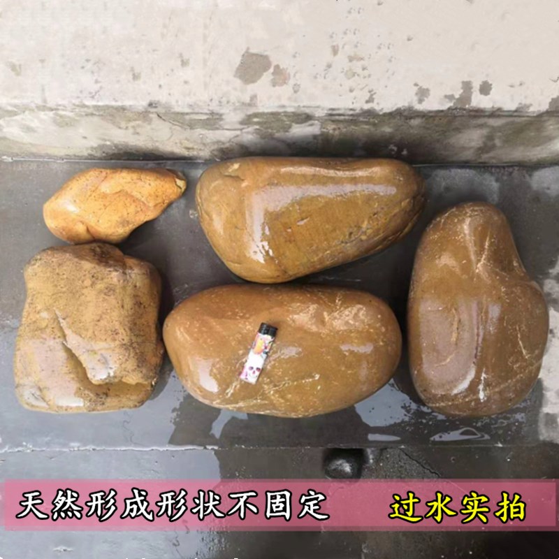 黄色鹅卵石大石头河北黄蜡石水冲石河石天然庭院造景装饰园艺鱼缸 - 实物图