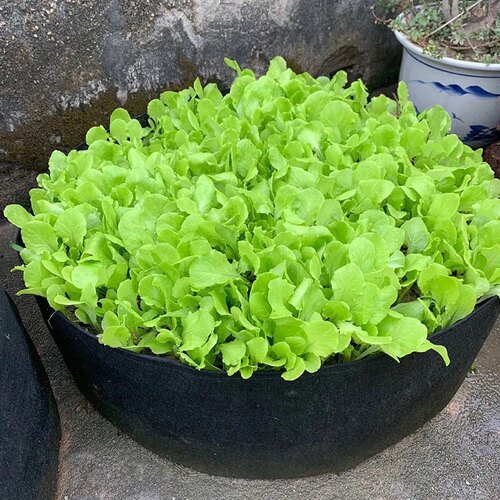 特大厚阳台楼顶蔬菜种菜神器种植箱无纺布防腐木花箱透气超大花盆