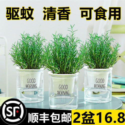 迷迭香苗盆栽可食用驱蚊植物香草薄荷苗水培花卉绿植物室内煎牛排