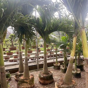 圣诞椰子树庭院大型绿植耐热带雨淋大植物室外造景棕榈好养易活树