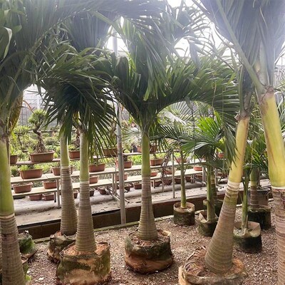 圣诞椰子树庭院大型绿植耐热带雨淋大植物室外造景棕榈好养易活树
