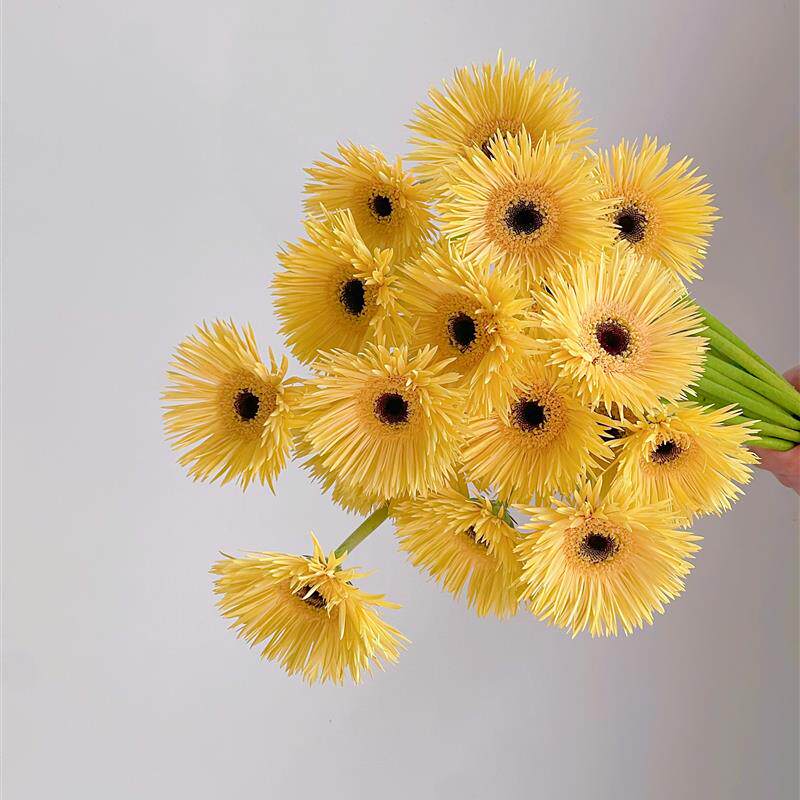 香槟色小太阳拉丝非洲菊扶郎花鲜花云南昆明直发花期长礼物真花