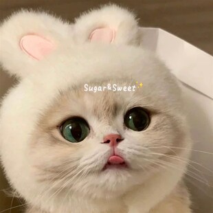 宠物兔子头套猫咪狗狗网红兔兔帽可装扮兔耳朵帽子拍照饰品新款