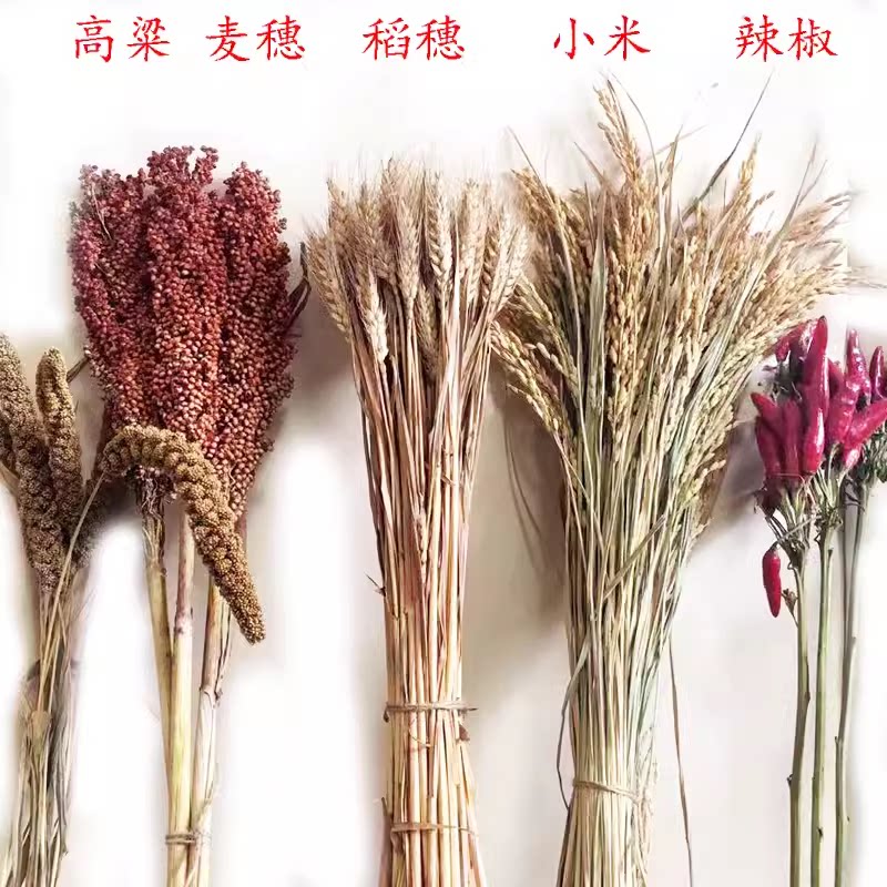 农作物装饰麦穗干燥花稻