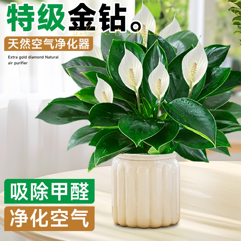 大叶金钻绿公主盆栽带花苞水培室内绿植花卉净化空气吸除甲醛植物