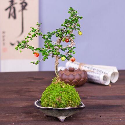 小叶结果福建茶盆景好养易活室内茶几阳台喜光绿植净化空气小绿植