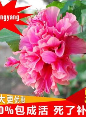 扶桑花苗四季重瓣盆栽红色朱瑾牡丹草花卉植物室内阳台开花绿植物