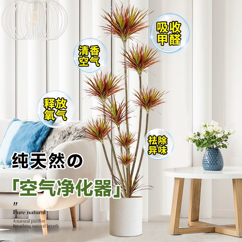 千年木大盆绿植高级感客厅旺宅树大型植物室内花卉盆栽好易活四季