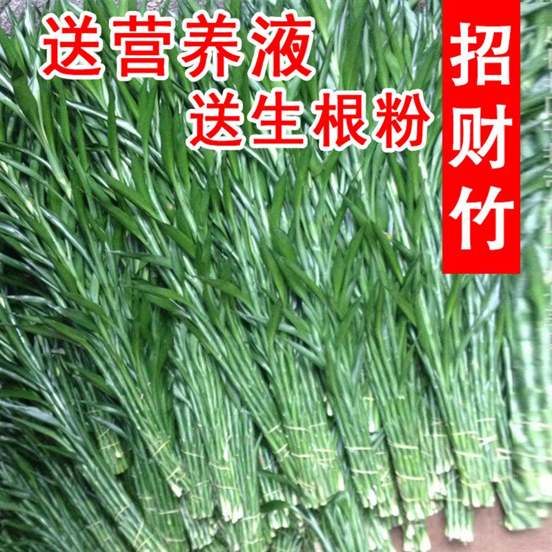 富贵竹 水培 招财竹转运竹植物客厅室内水养净化空气大叶绿植盆栽