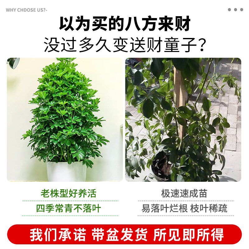 鸭脚木盆栽客厅绿植室内大型八方来财造型鸭掌木七叶莲植物发财树