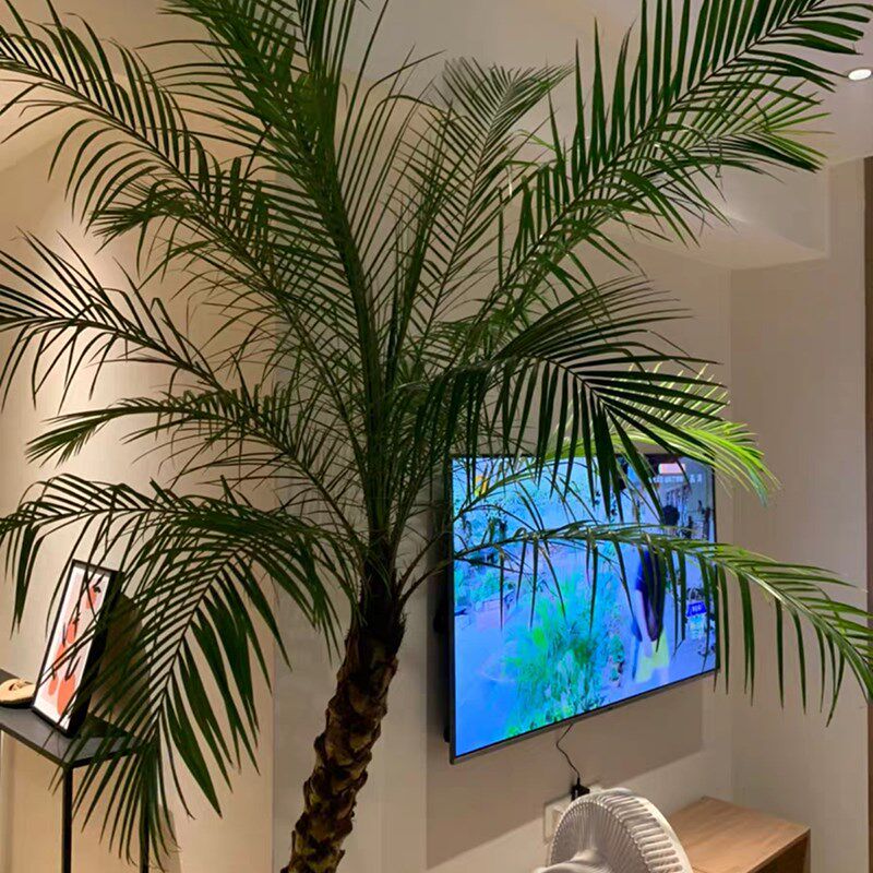 针葵盆栽 棕榈科植物椰子树 北欧风热带风格室内阳台户外庭院绿植