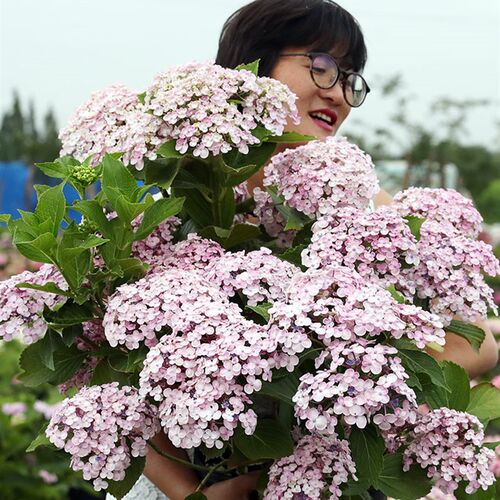 海蒂的花园 爱莎大花绣球八仙花室外阳台庭院露台花卉植物盆栽苗