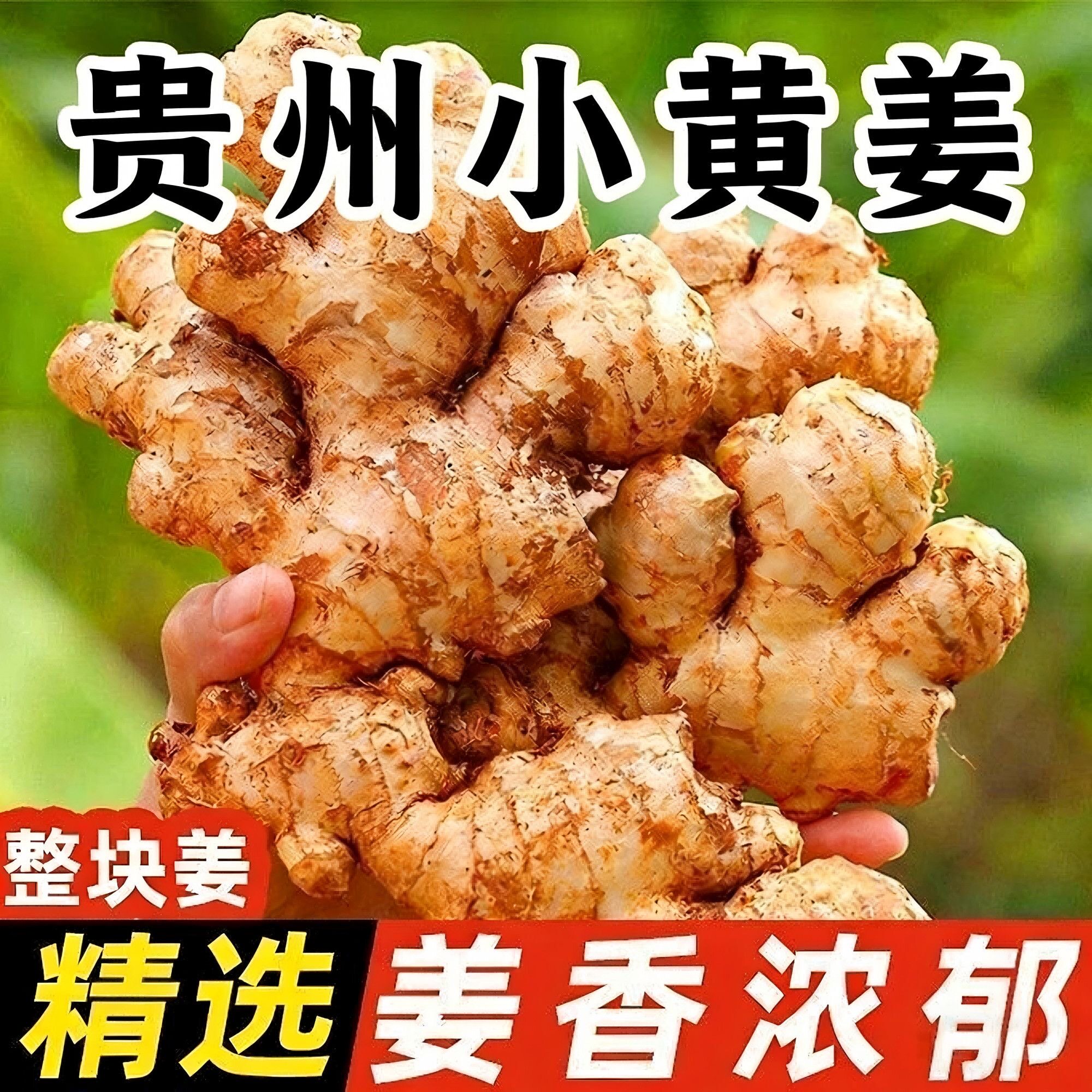 正宗贵州小黄姜农家现挖大块