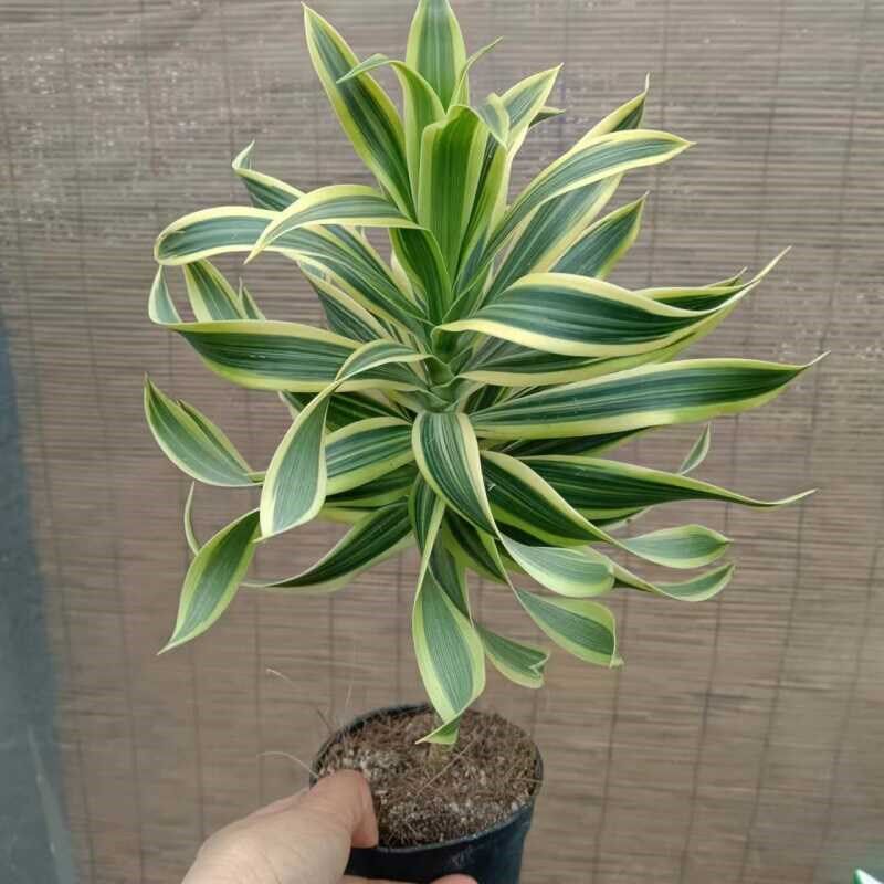 成品大苗盆栽花金边百合竹室内彩色植物好看好养多年生造型绿植图片