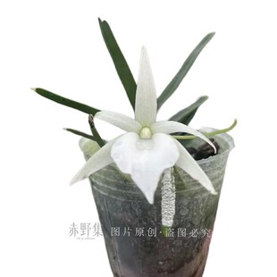 赤野集迪迪里风兰白色兰花花香迷你奇异小众特色花卉植物盆栽
