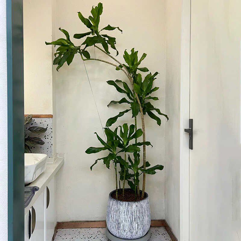 美人铁荷花铁四季常青造型绿植室内盆栽耐阴植物居家好养易活