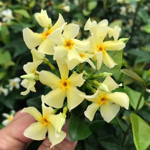 黄色风车茉莉盆栽托斯卡纳之星络石爬藤植物爬藤香味阳台花卉盆栽